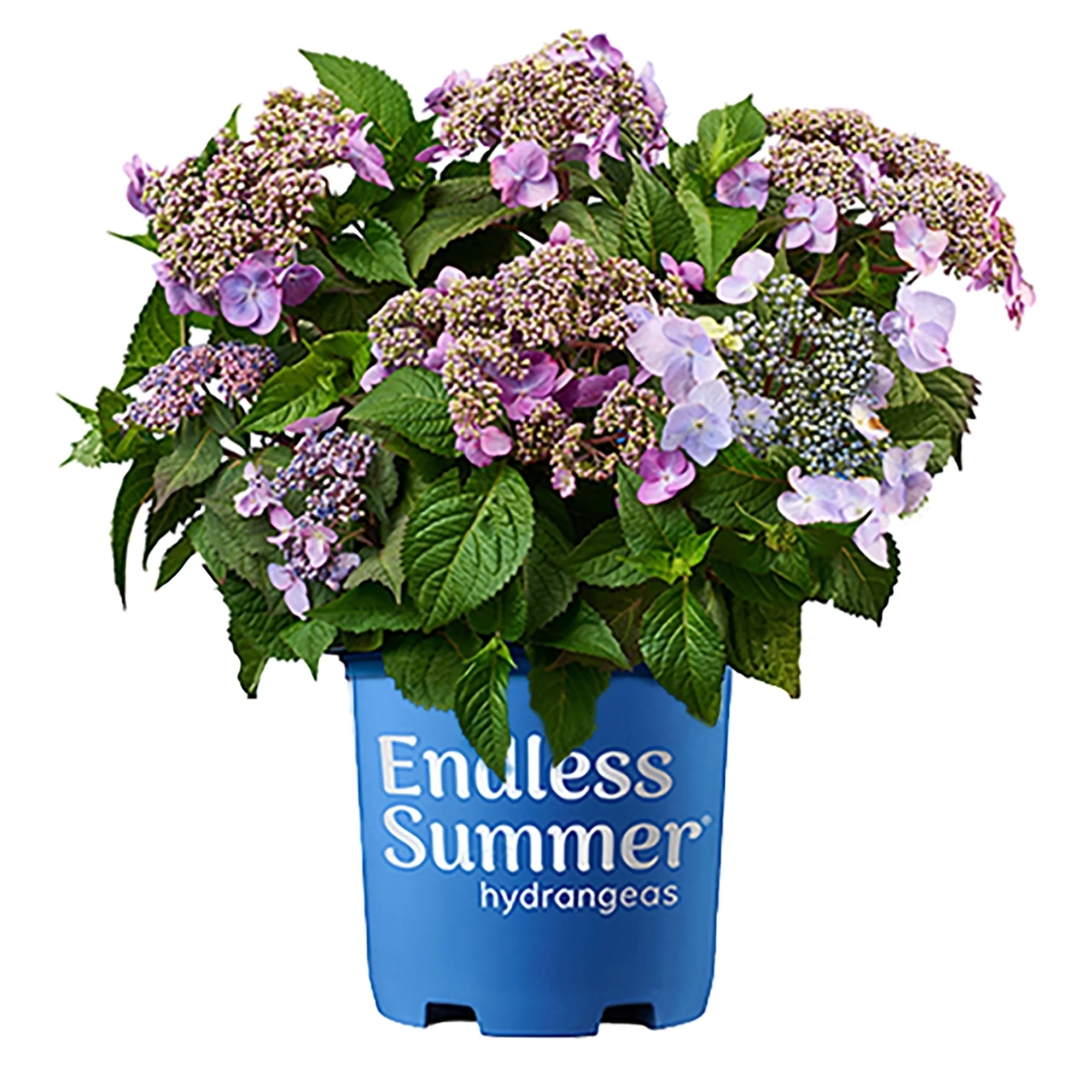 Endless Summer Twist-n-Shout Hydrangea Live Shrub (2 Gallon)