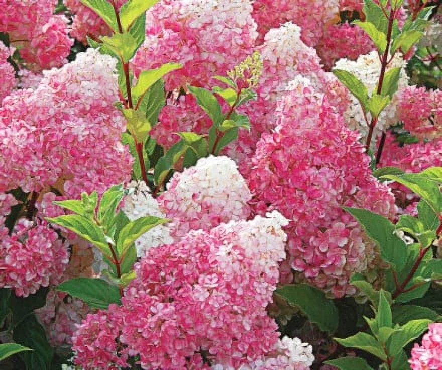 Endless Summer Vanilla Strawberry Hydrangea 2G Shrub