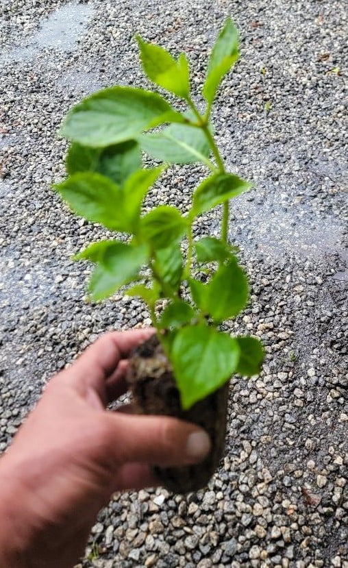 ( 1 ) - L.A. Dreamin'® Hydrangea - Starter Plant ( 7L ) ( 1 live plant )