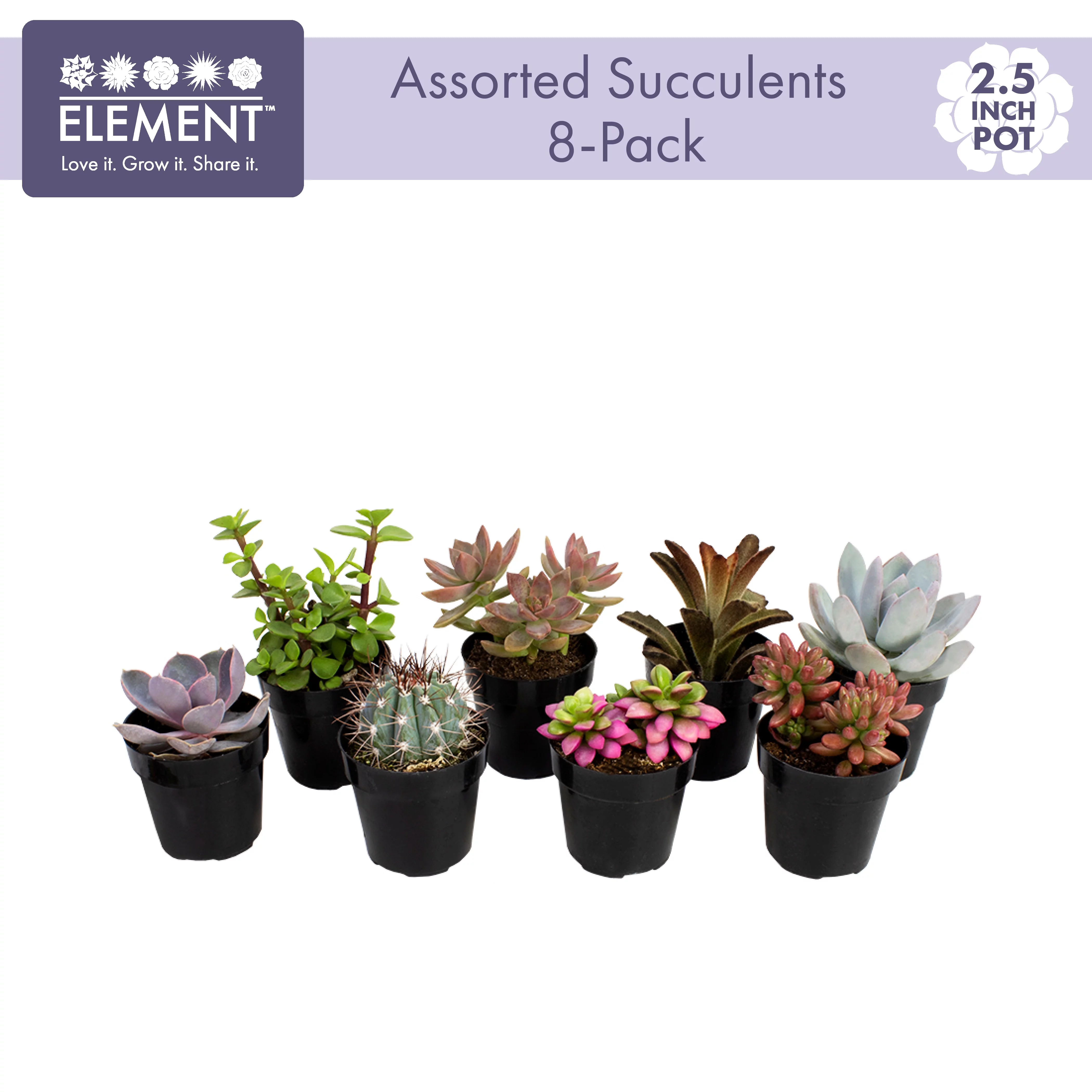 Element by Altman Plants Multicolor Succulent, Live Indoor House Plants with Grower Pots , 2.5 inch , Pack of 8 (Assorted)