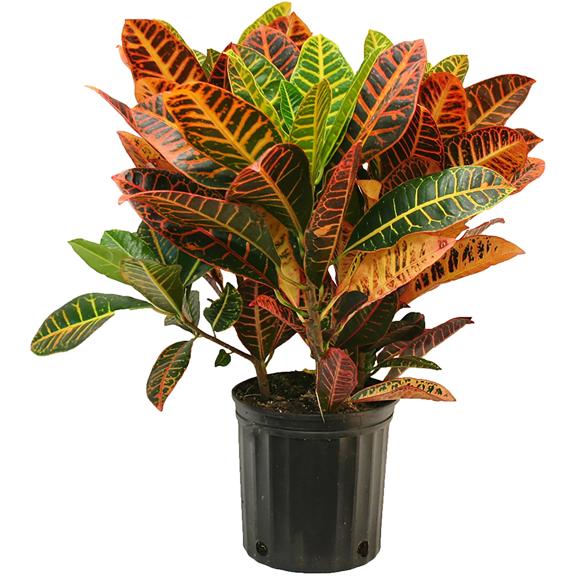 Costa Farms Expert Gardener Live Indoor Multicolor Croton Plant in 10in. Pot