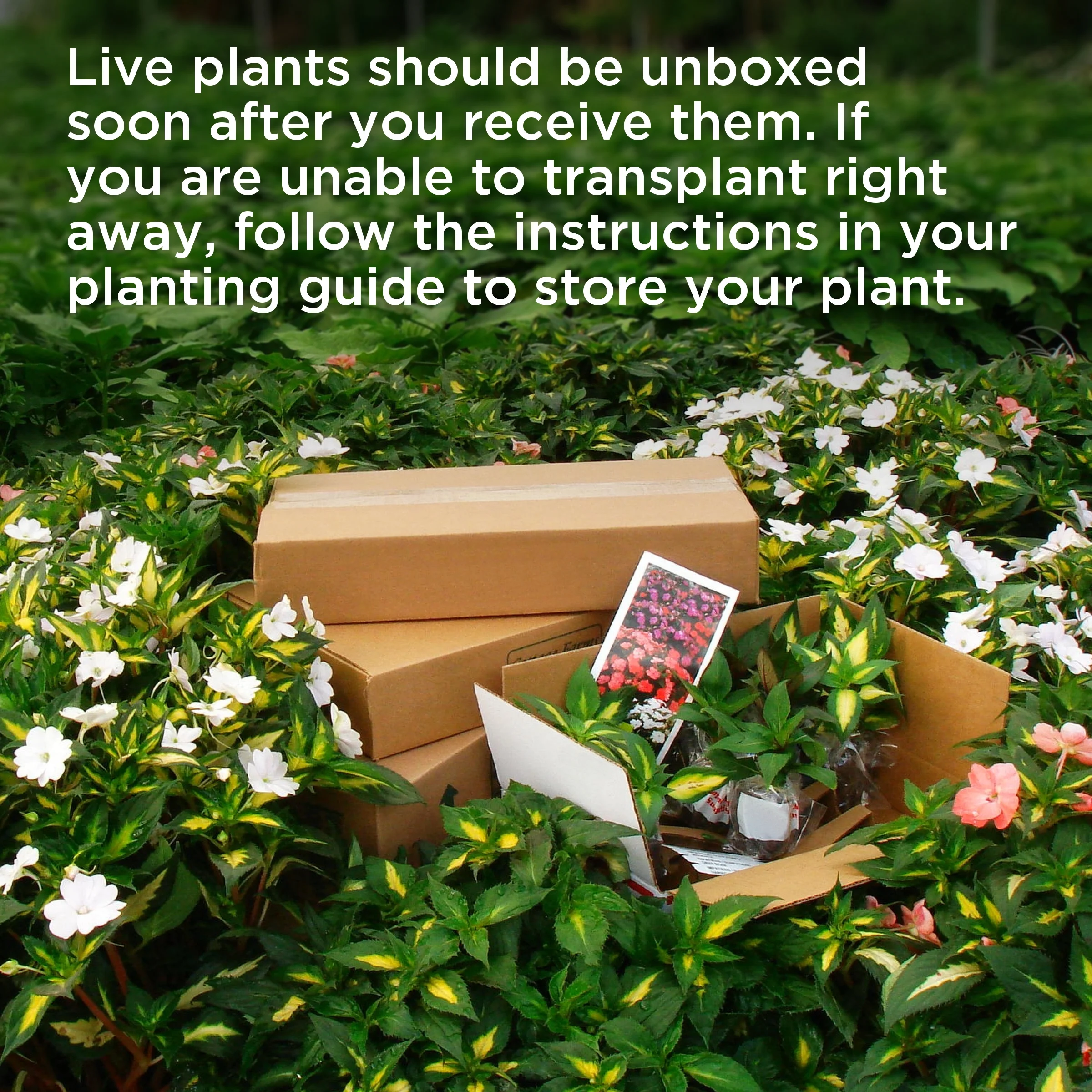 2 gal. Hydrangea Violet Crown Shrub with Purple Flowers