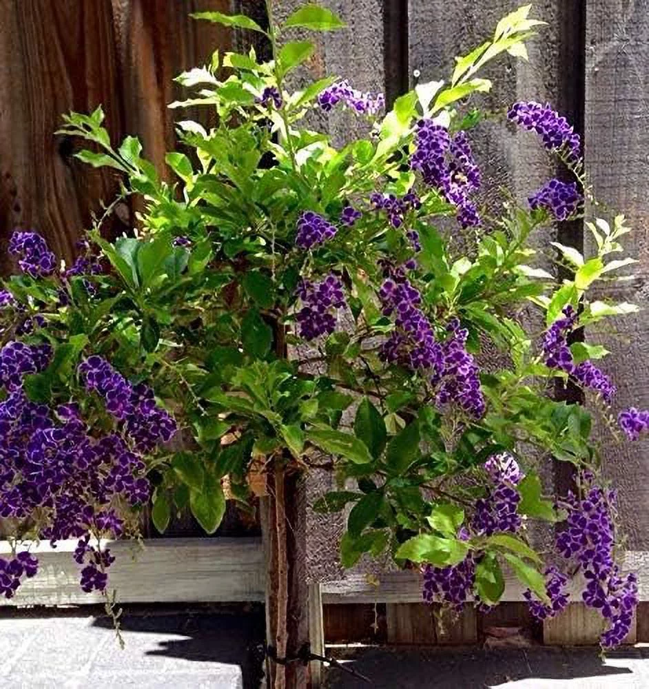 Sapphire Showers Duranta - Live Plant in a 10 Inch Pot - Duranta Erecta 