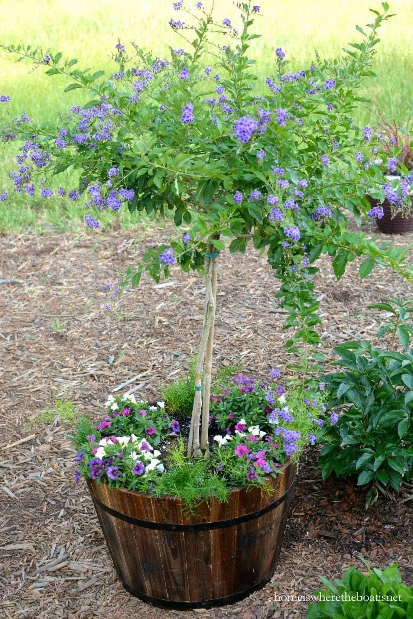 Sapphire Showers Duranta - Live Plant in a 10 Inch Pot - Duranta Erecta 
