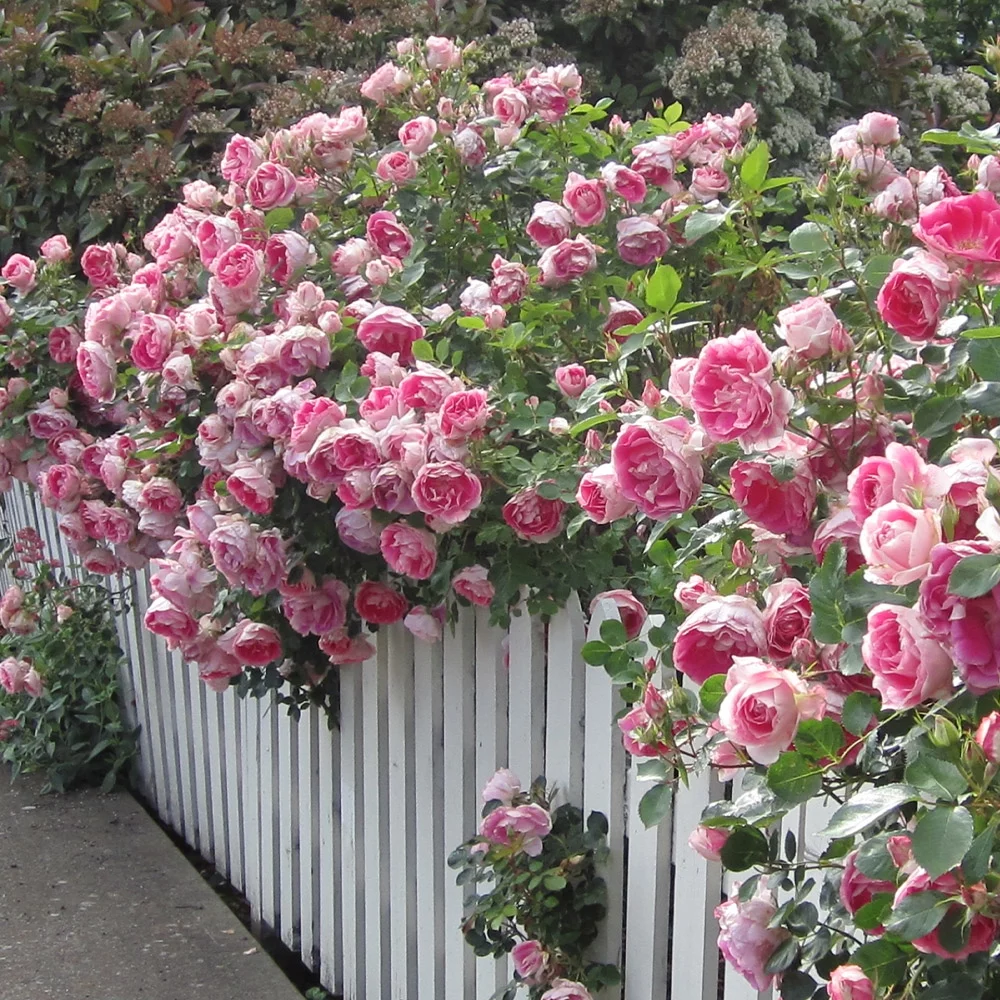 Heirloom Roses Rose Bush - Carefree Wonder™ Landscape , Live Rose Plant