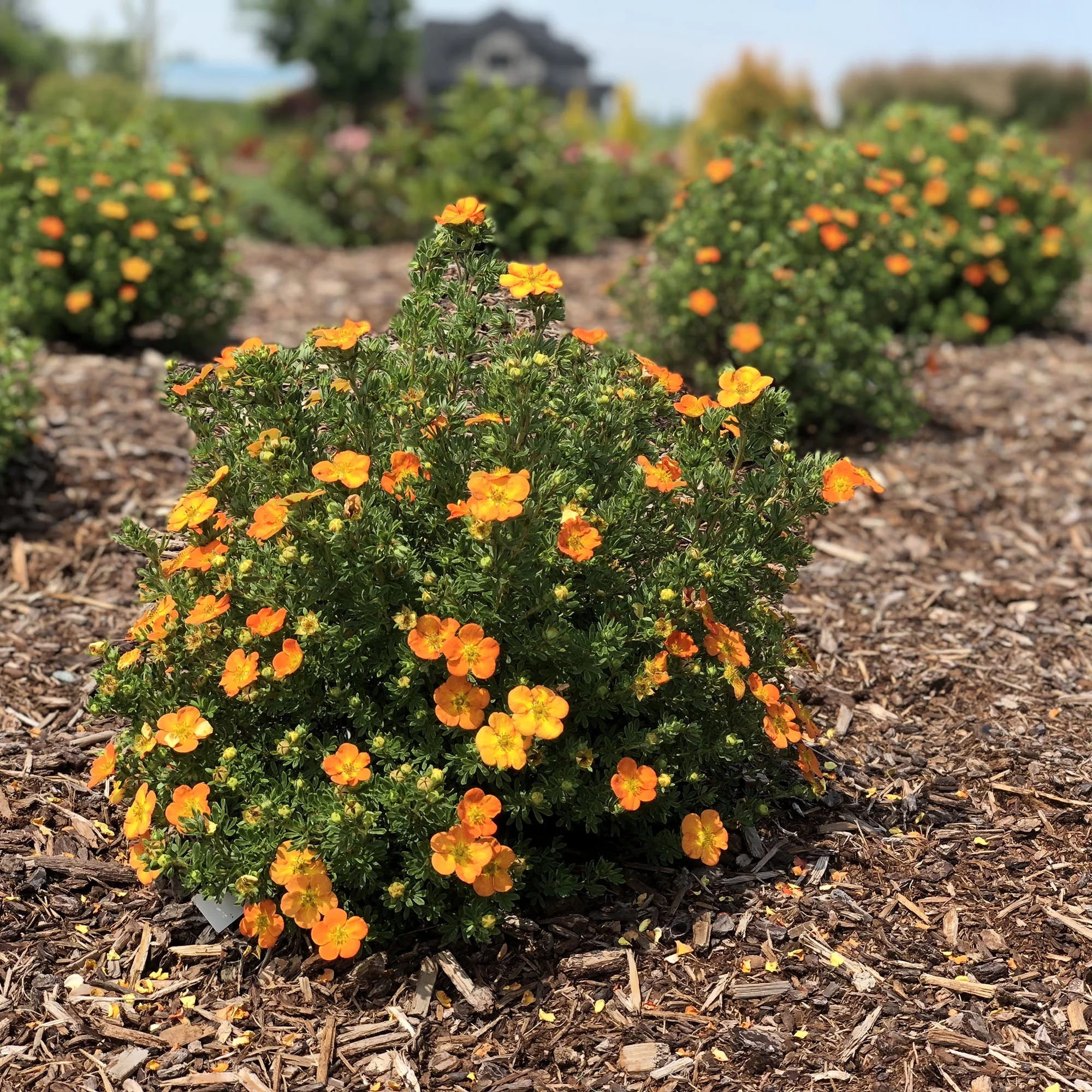 Jumbo Pint Bella Sol Potentilla Live Shrub, Rich Orange Flowers