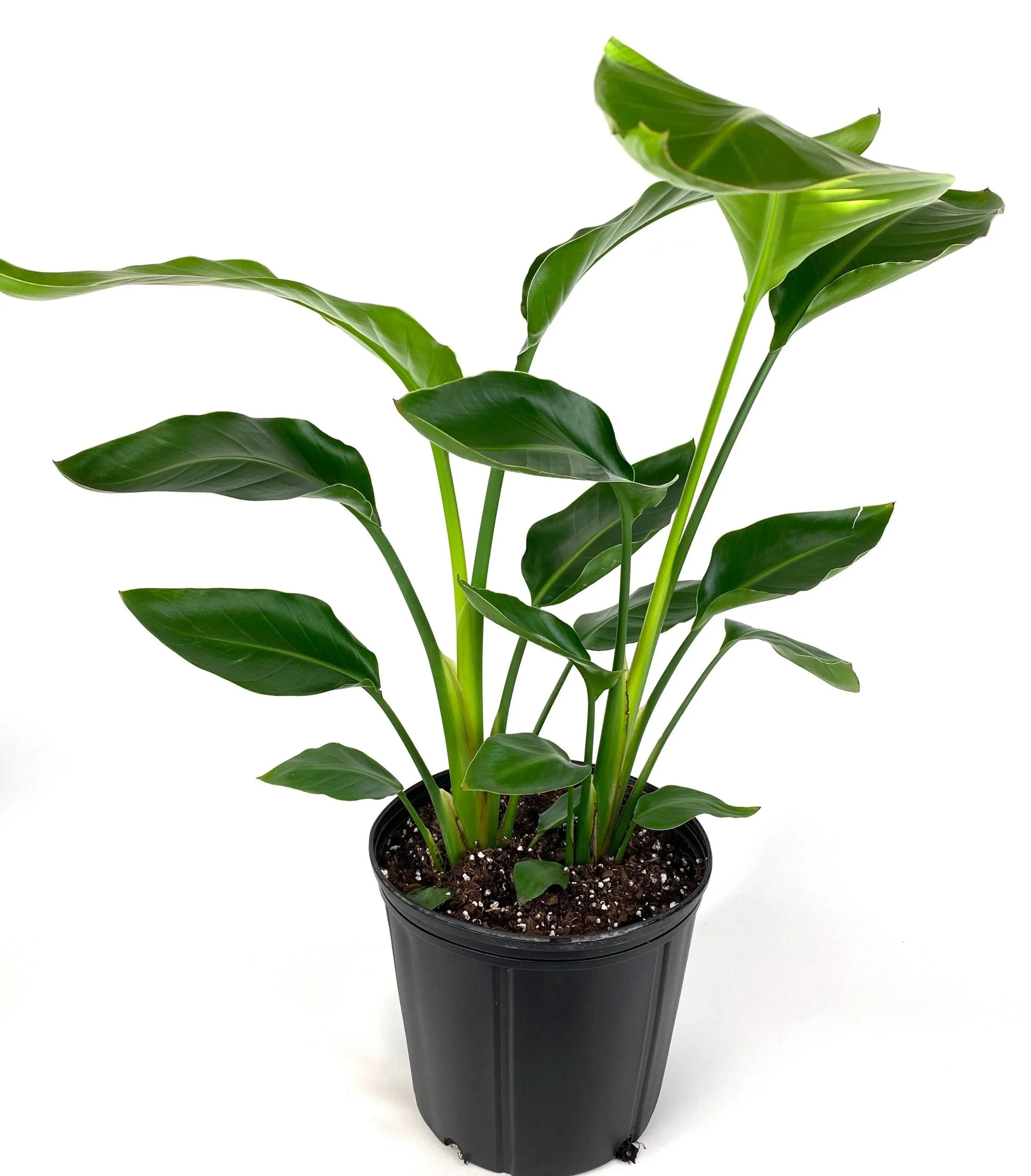 Bird of Paradise White, Strelitzia Nicolai 2-3ft High