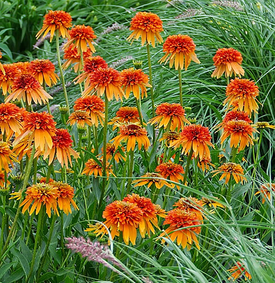 Marmalade Coneflower - Echinacea - 2.5