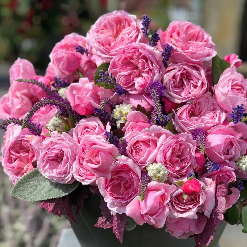 Heirloom Roses Pink Rose Bush - Arborose® Kiss Me Kate Climbing Roses , Live Rose Plant