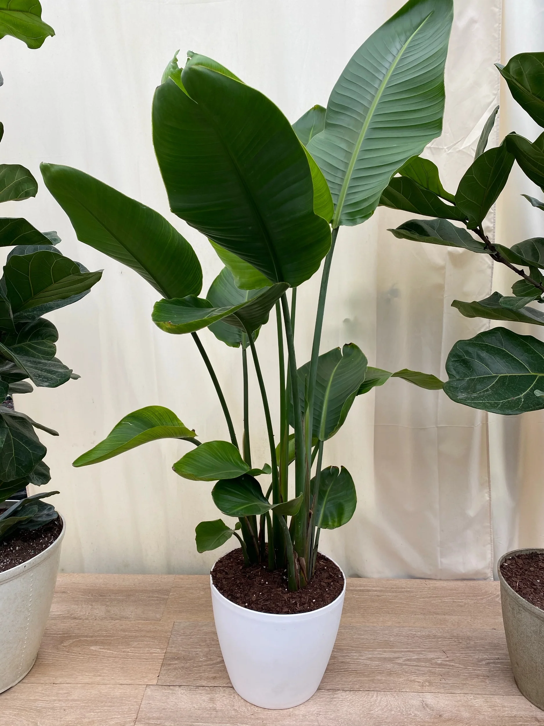 Bird of Paradise White, Strelitzia Nicolai 2-3ft High