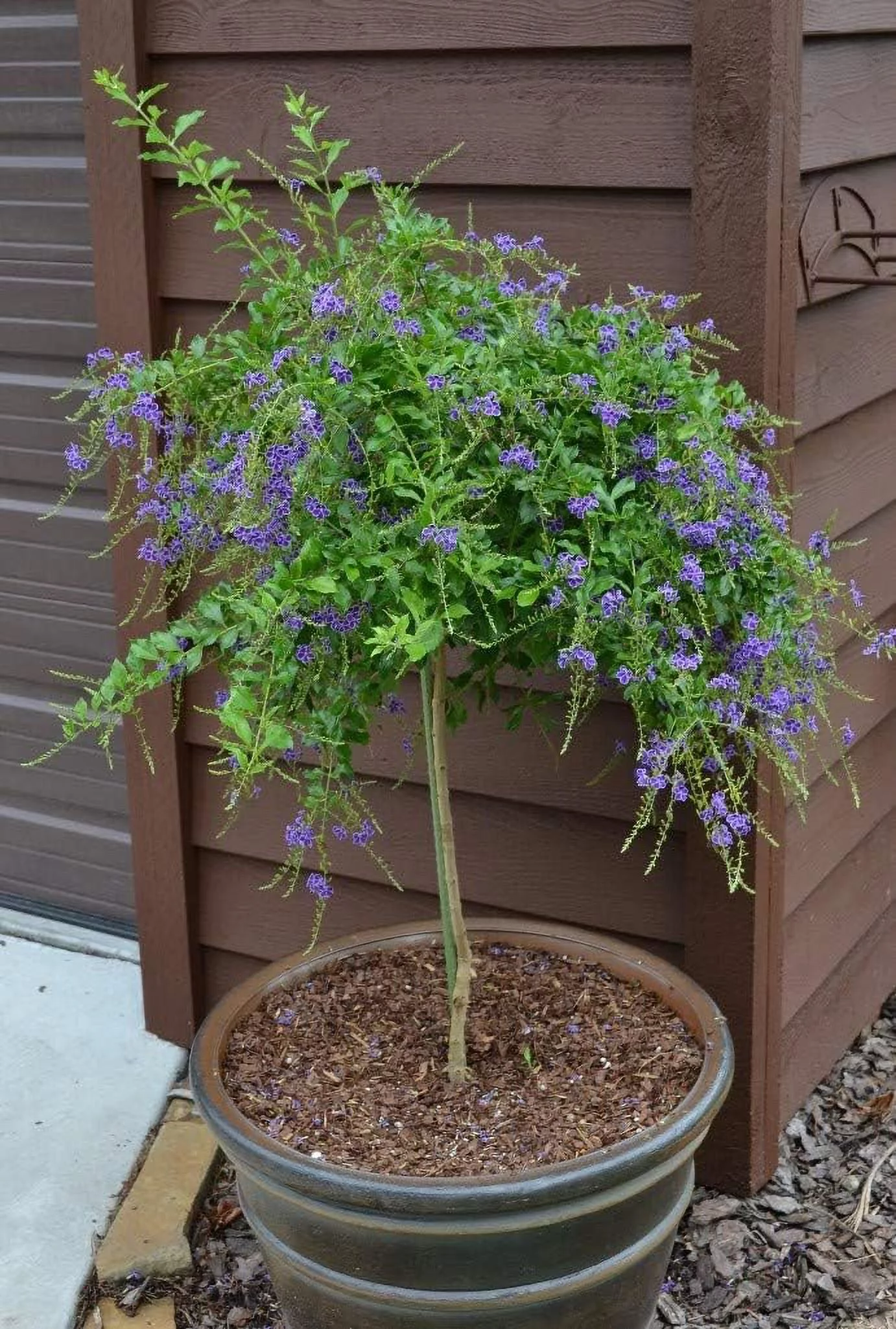Sapphire Showers Duranta - Live Plant in a 10 Inch Pot - Duranta Erecta 