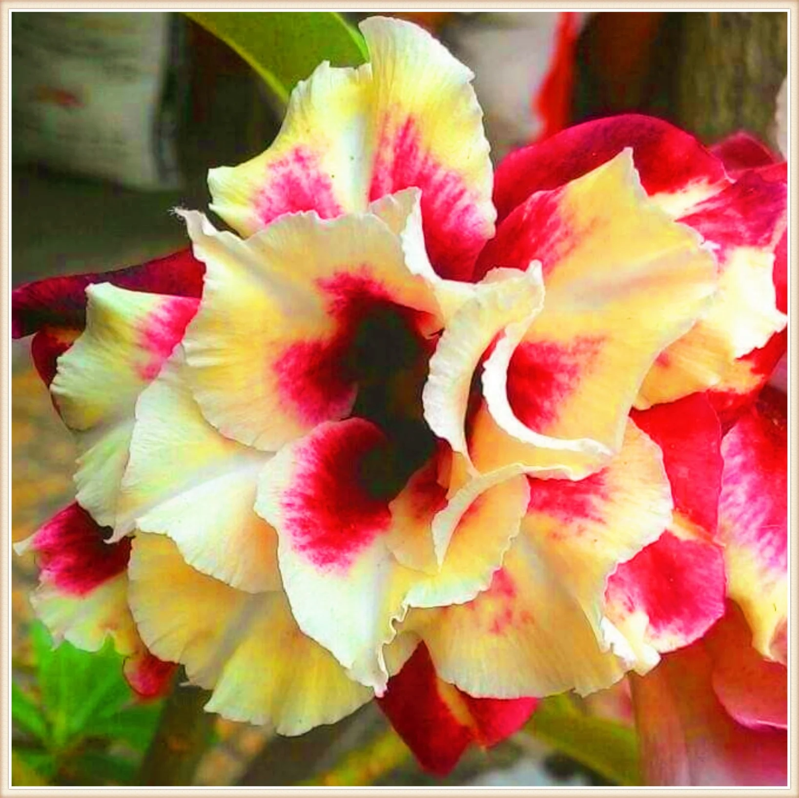 Adenium Desert Rose Plant Live Desert Rose Plants For Sale Desert Rose Bulbs Desert Rose Bulbs For Sale Garden Flowers Bonsai Plant