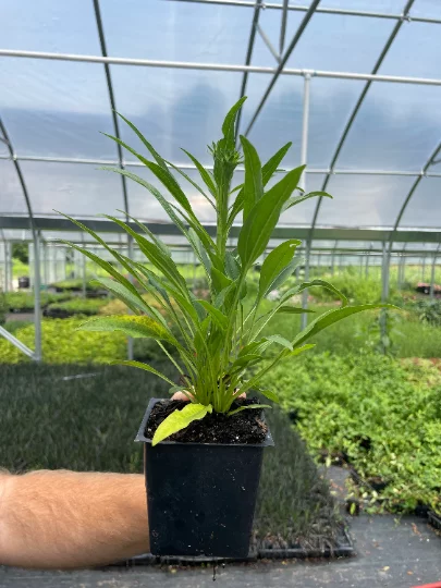 3 Echinacea Playful Meadow Mama New Unique Coneflower in 3.5