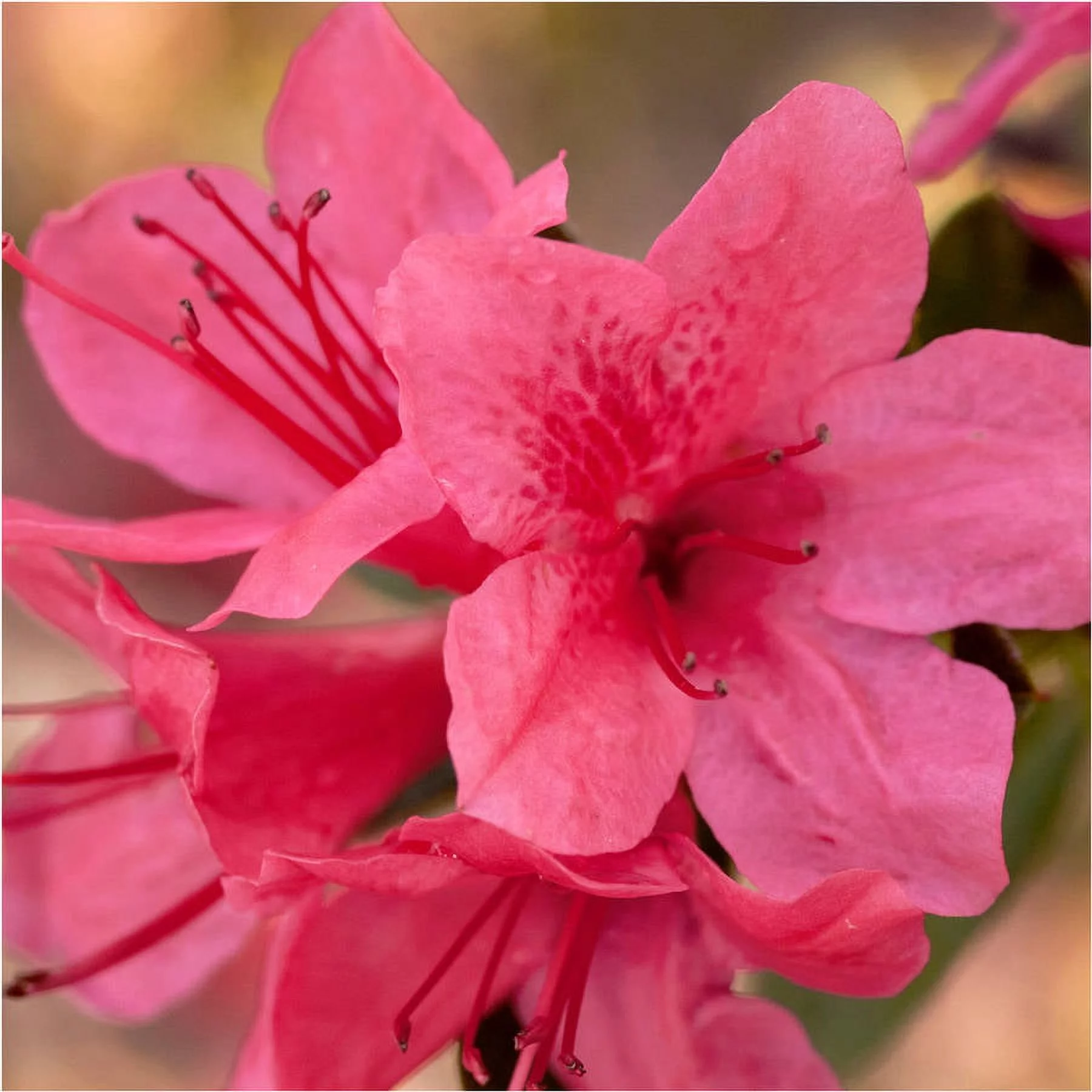 Encore Azalea Autumn Cheer (1 Gallon) Pink Flowering Shrub - Full Sun Live Outdoor Plant