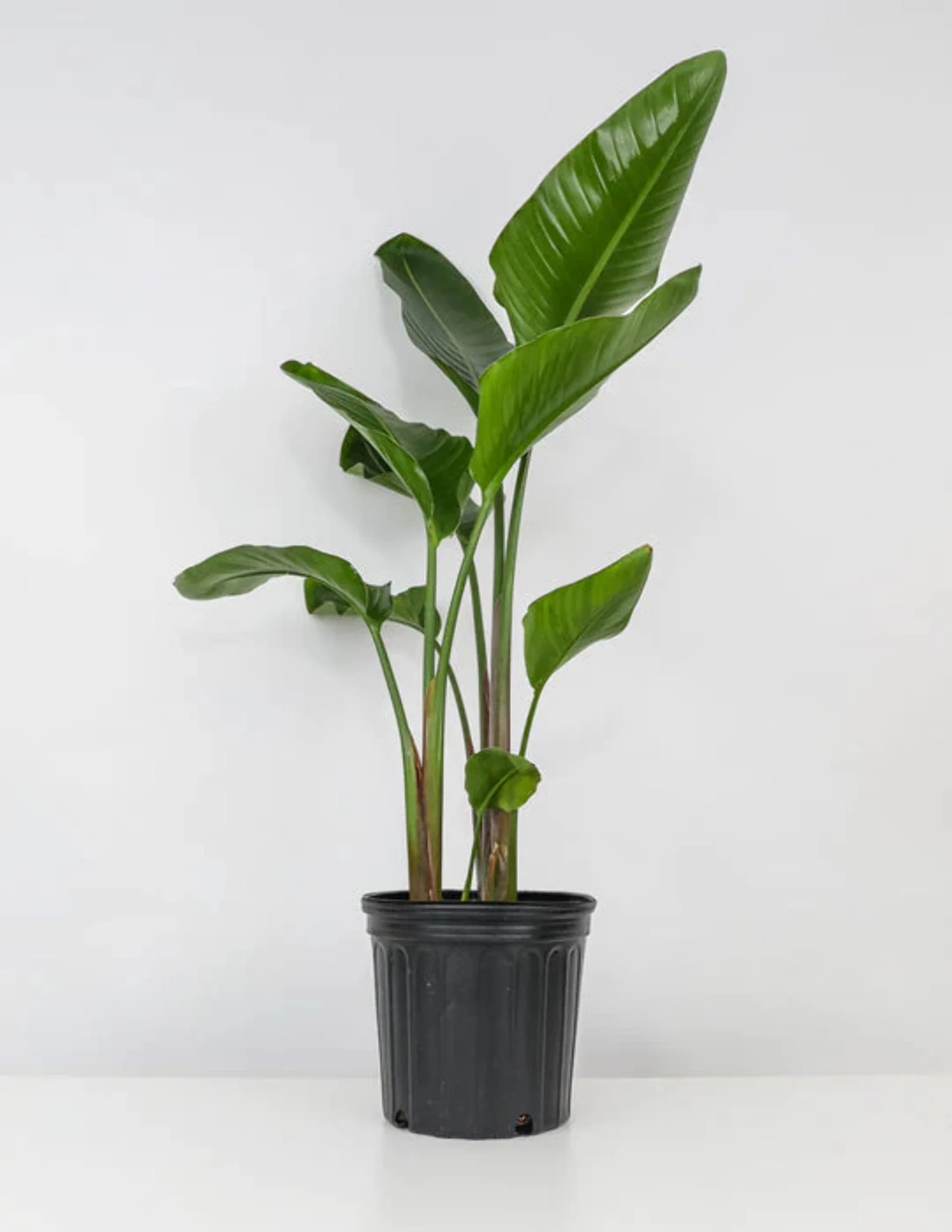 Bird of Paradise White, Strelitzia Nicolai 2-3ft High