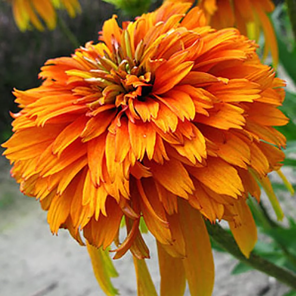 Marmalade Coneflower - Echinacea - 2.5