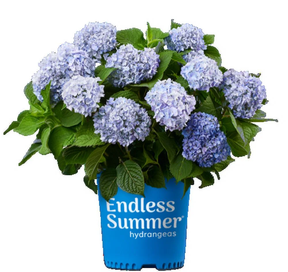 Endless Summer 1G Hydrangea Original