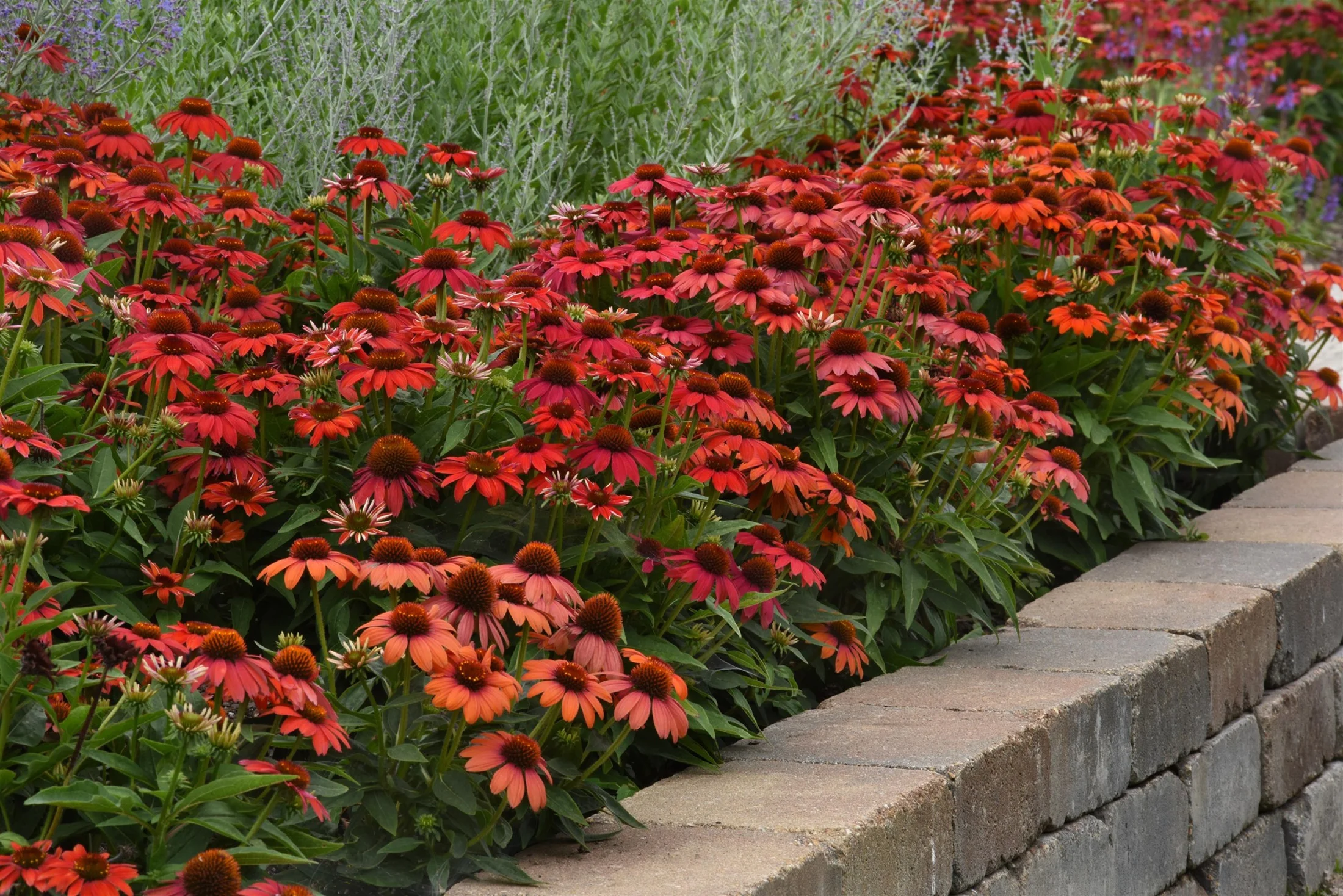Artisan™ Red Ombre Coneflower Perennial - Echinacea - 2 Gallon Pot