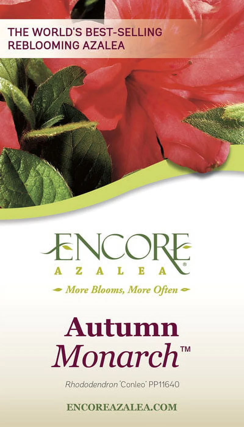 Encore Azalea Autumn Monarch (3 Gallon) Orange Red Flowering Shrub - Full Sun Live Outdoor Plant