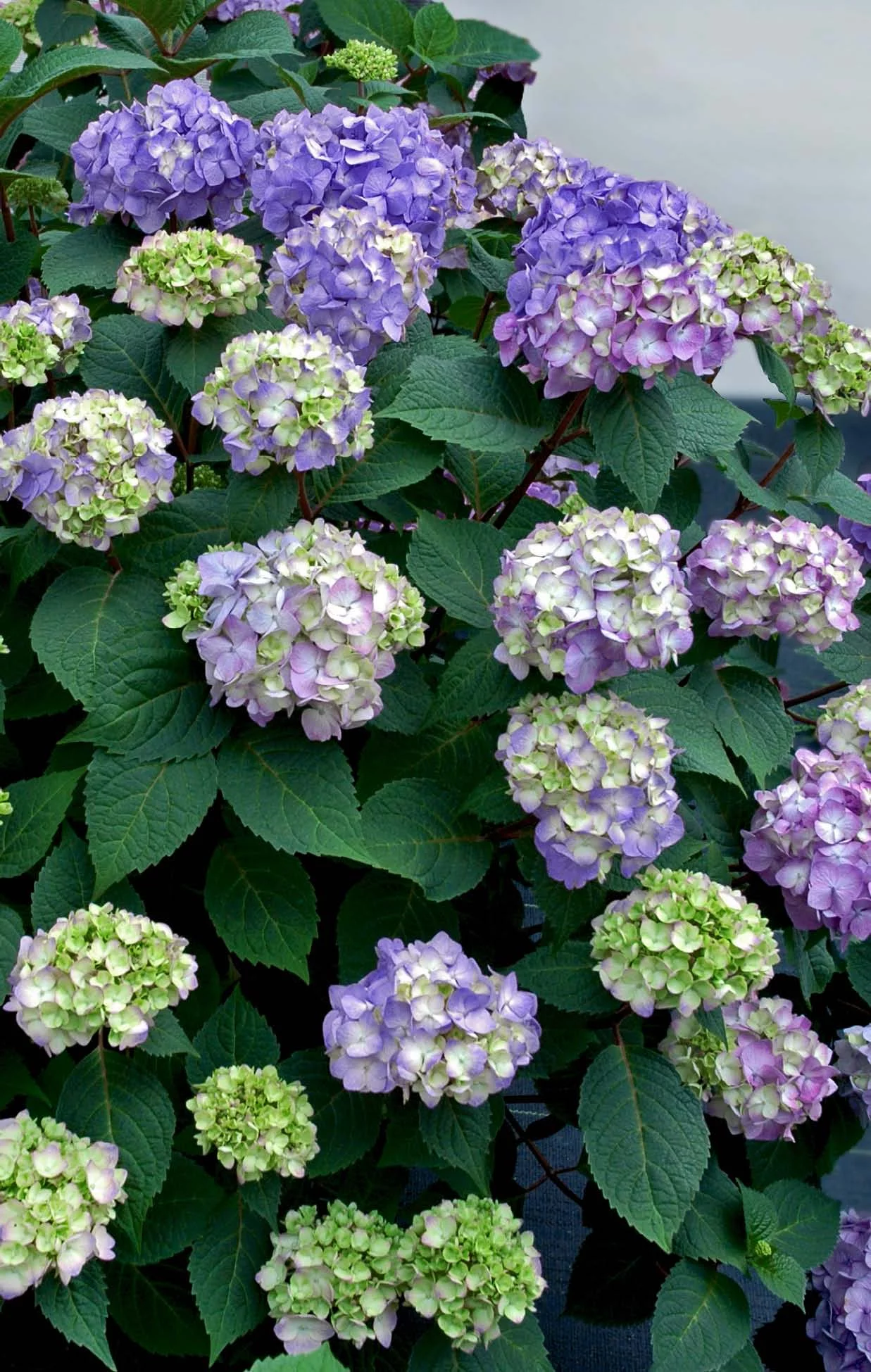 Hydrangea Bloomstruck 2G, Part Sun, Live Shrub
