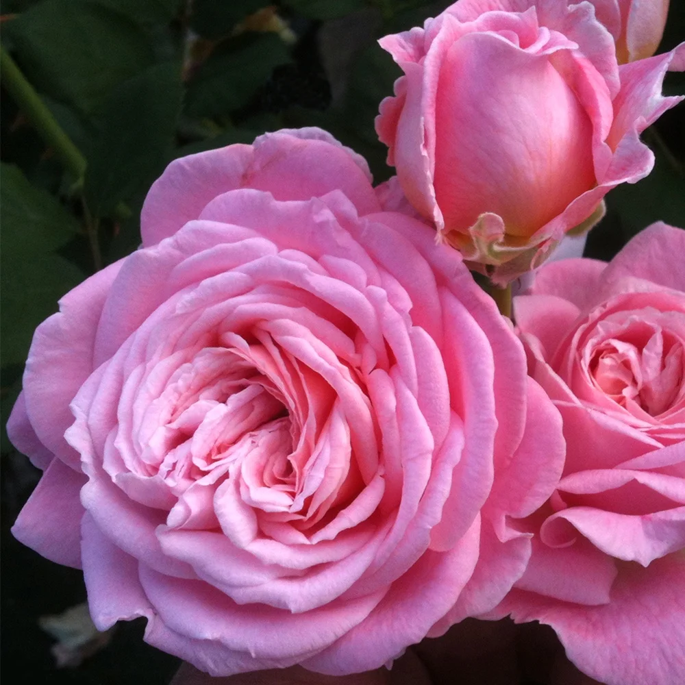 Heirloom Roses Rose Bush - Parfuma® Summer Romance Floribunda , Live Rose Plant