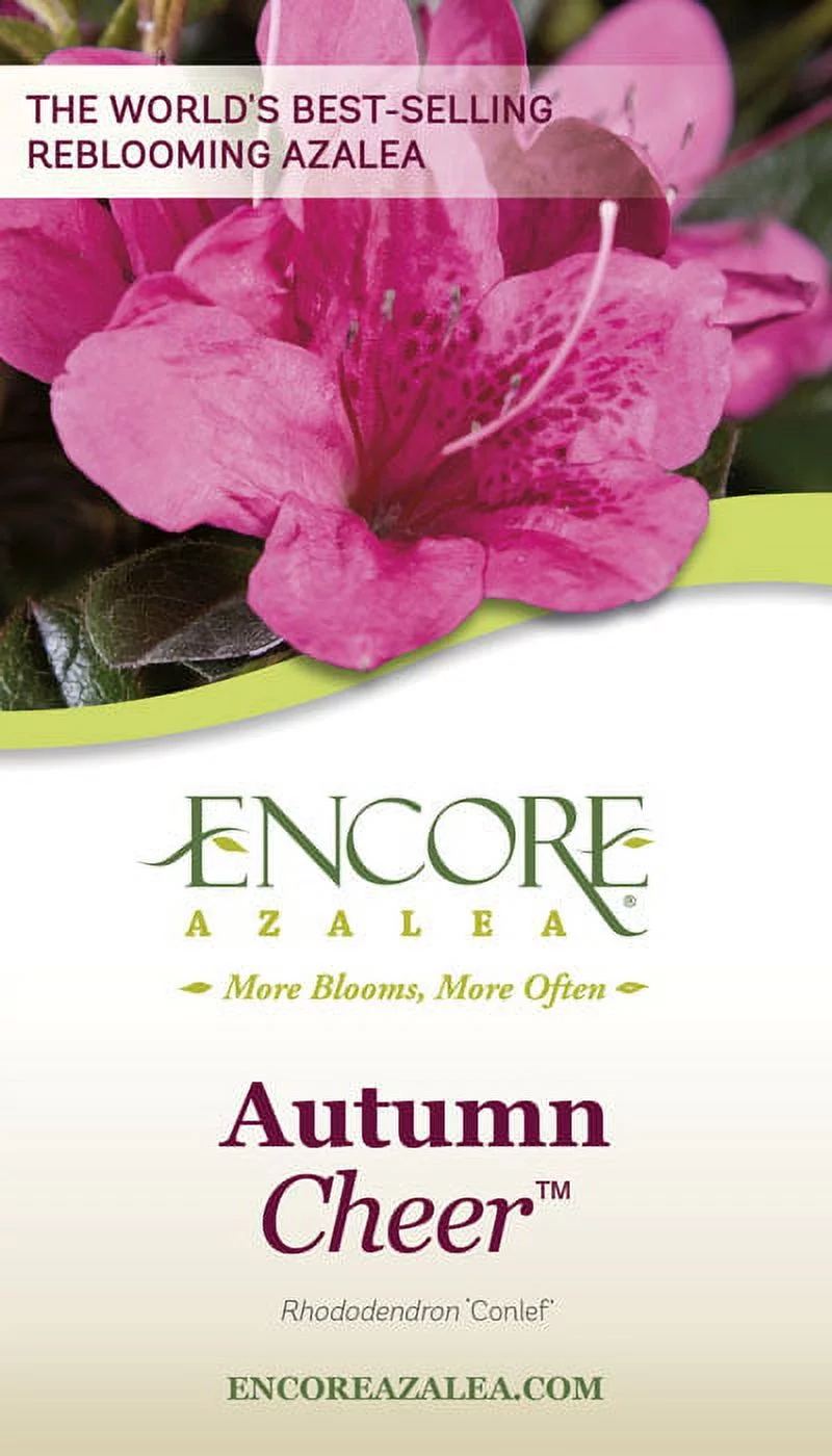 Encore Azalea Autumn Cheer (1 Gallon) Pink Flowering Shrub - Full Sun Live Outdoor Plant