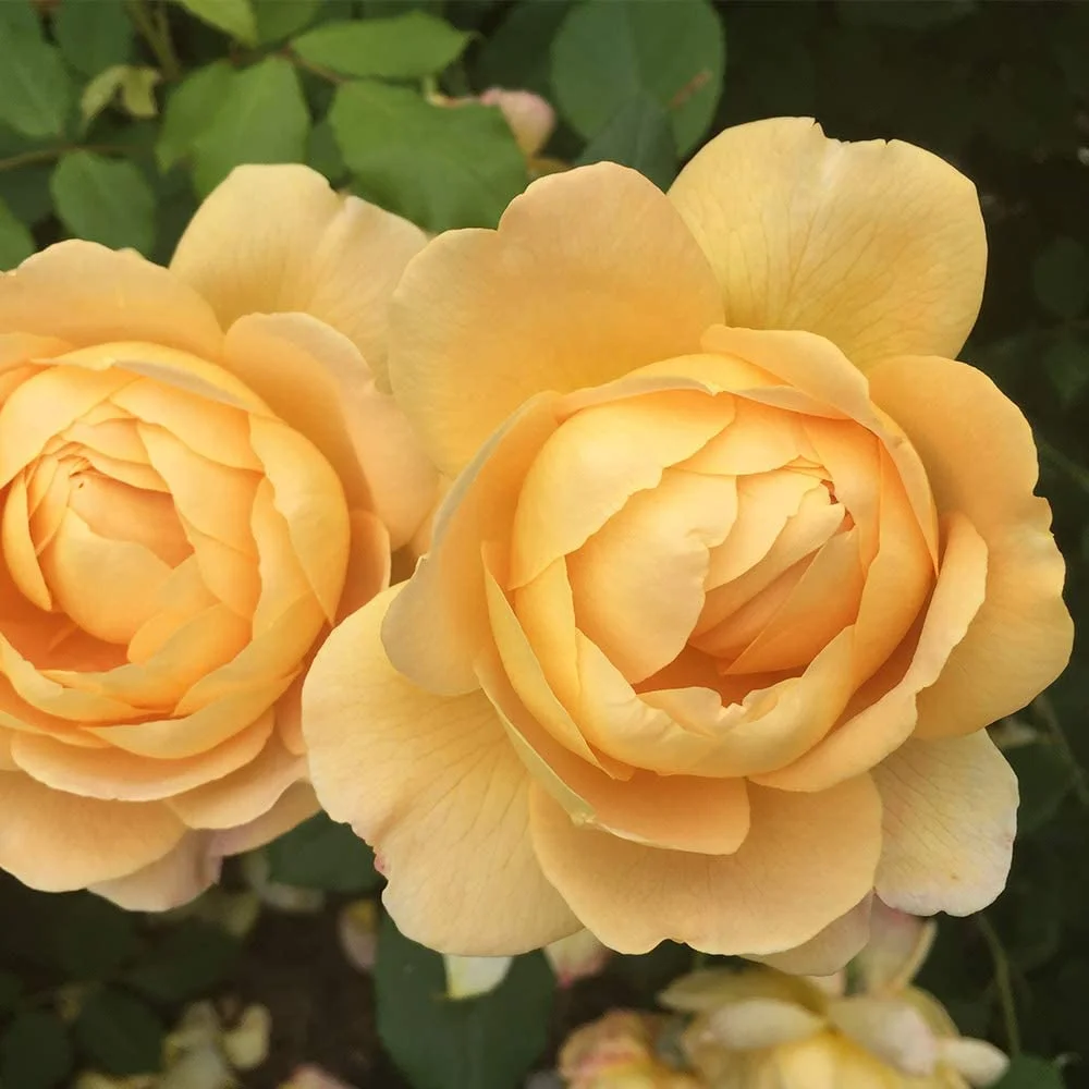 David Austin Rose Plant - Golden Celebration® Yellow Rose Bush, Live Roses Plant for Outdoor Planting