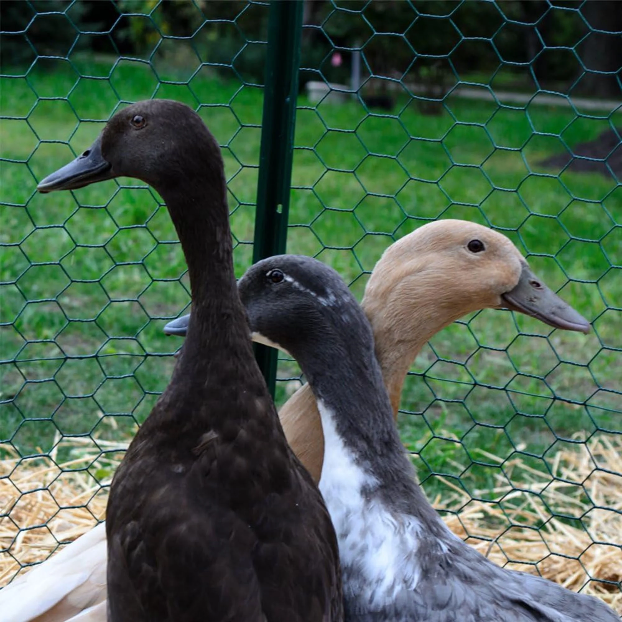 YardGard PVC Coating Hexagonal Poultry Netting & Garden Netting Essentials