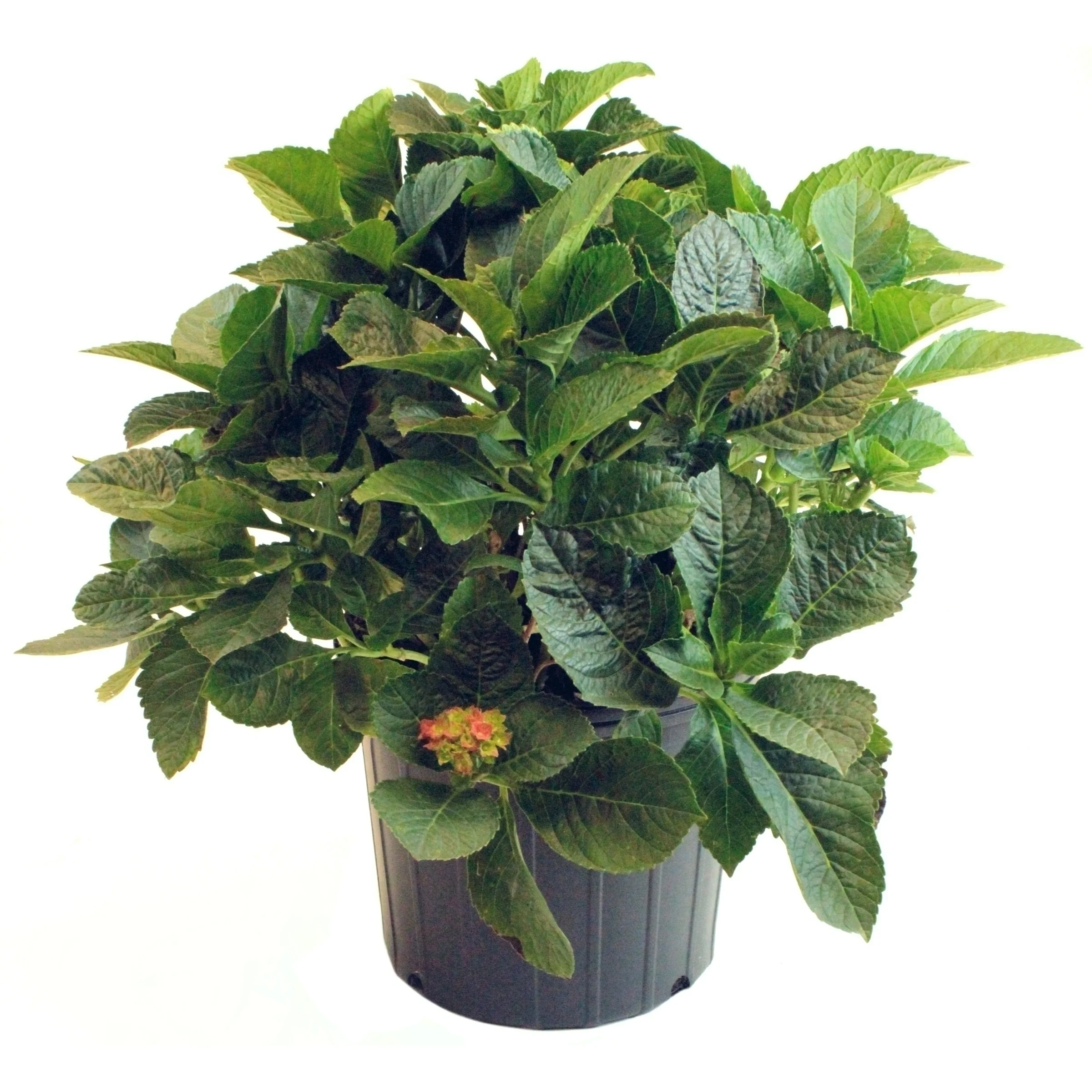 2 gal. Hydrangea Violet Crown Shrub with Purple Flowers