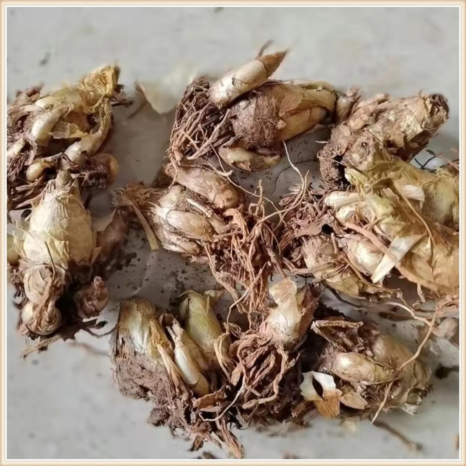 Lucky Tuberose Bulbs Tubers Bulk Flower Plant Planted Perennial Can Grow Well in Flower Pots Plants