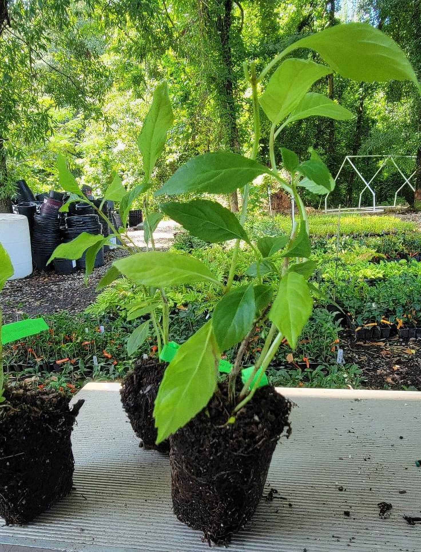 ( 1 ) - Blue Bird Lacecap Hydrangea - Starter Plant ( XL ) ( 1 live plant )