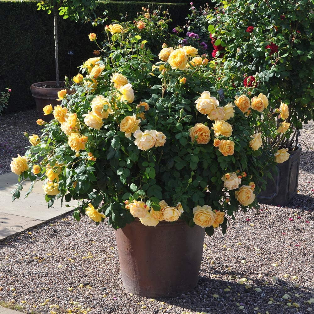 David Austin Rose Plant - Golden Celebration® Yellow Rose Bush, Live Roses Plant for Outdoor Planting