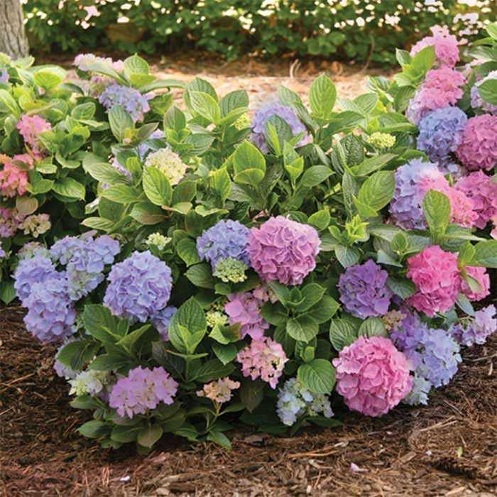 ( 1 ) - L.A. Dreamin'® Hydrangea - Starter Plant ( 7L ) ( 1 live plant )