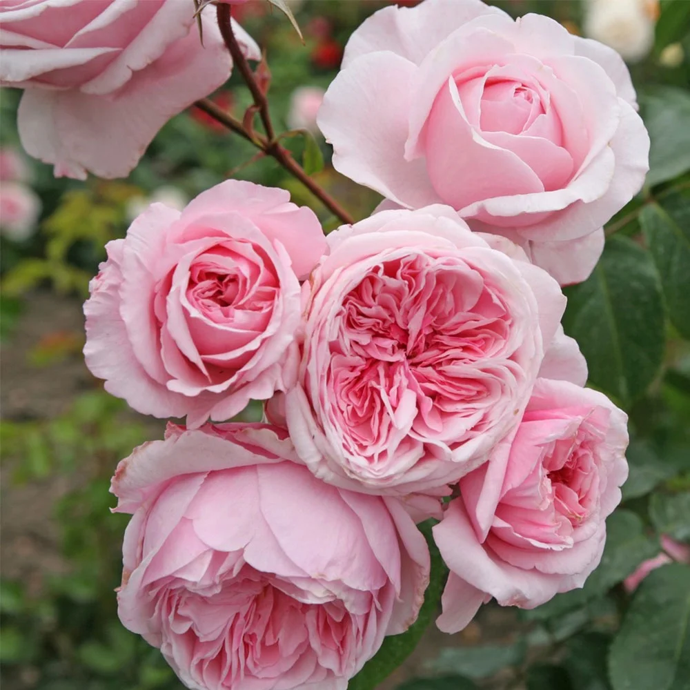 Heirloom Roses Pink Rose Bush - Arborose® Kiss Me Kate Climbing Roses , Live Rose Plant