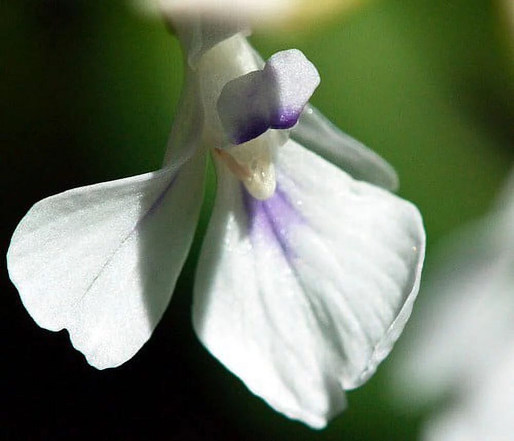 Red Prayer Plant - Maranta - Easy to Grow House Plant - 6