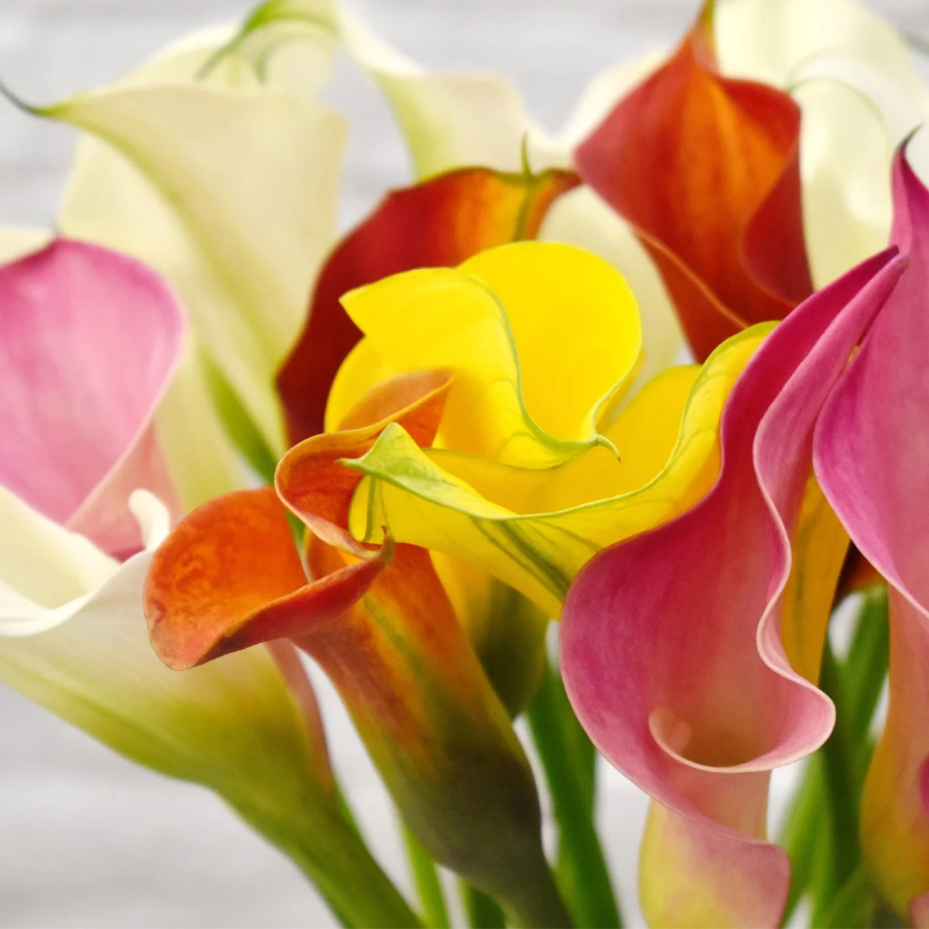 Van Zyverden Calla Lily Mix Dormant Flower Bulb  Partial Sun; 3-6hrs Multi-Color