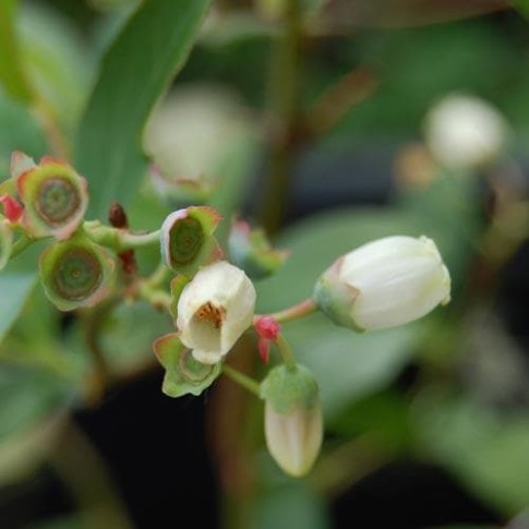 Cheap Future Forests Blueberry Jersey Fruit Pot