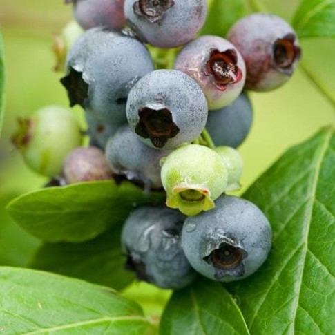 Cheap Future Forests Blueberry Jersey Fruit Pot