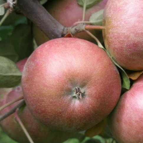 Outlet Future Forests Apple Chisel Jersey Fruit Bareroot