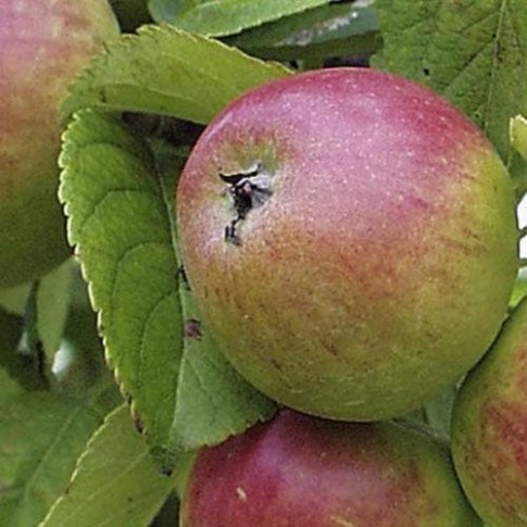 Outlet Future Forests Apple Chisel Jersey Fruit Bareroot
