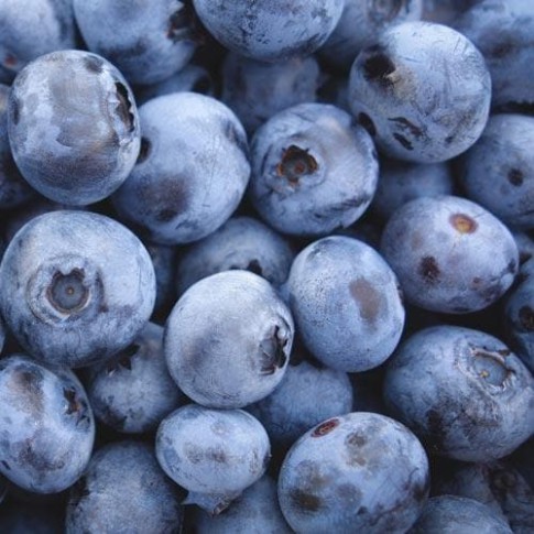 Cheap Future Forests Blueberry Jersey Fruit Pot