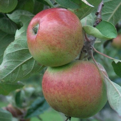 Outlet Future Forests Apple Chisel Jersey Fruit Bareroot