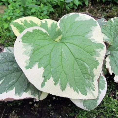 Clearance Future Forests Brunnera Macrophylla Dawson’s White More Pot