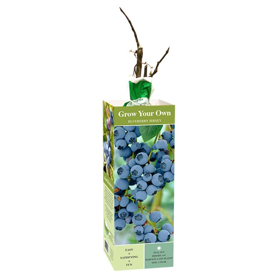 Outlet Van Zyverden, Inc. Van Zyverden Inc. Blueberry Jersey 00806 – Plants, Shrubs & Trees