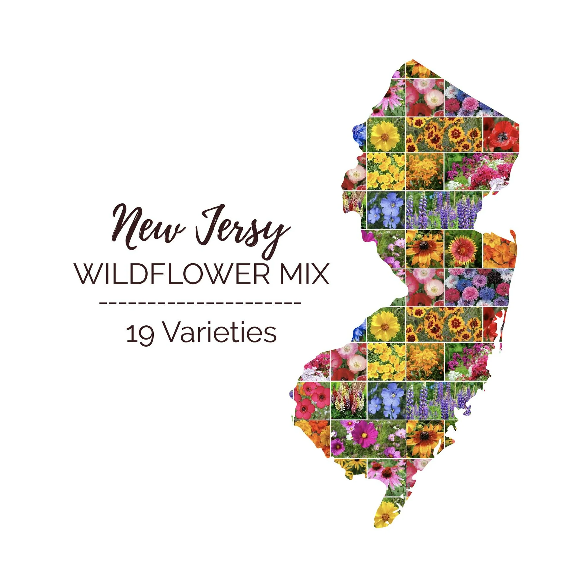 Eden Brothers New Jersey Wildflower Mixed Seeds for Planting, 5 lbs, 2,400,000+ Seeds with Cornflower, Coneflower | Attracts Pollinators, Plant in Spring or Fall, Zones