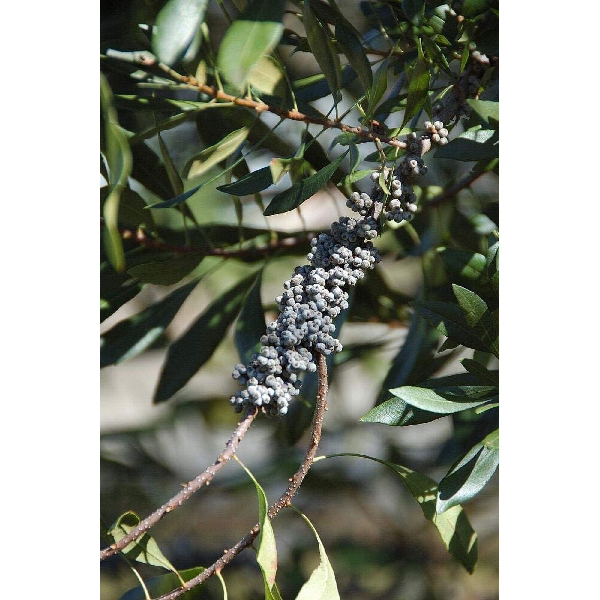 Wax Myrtle | Live Plants | Myrica Cerifera Bayberry | Evergreen Hedge Shrub
