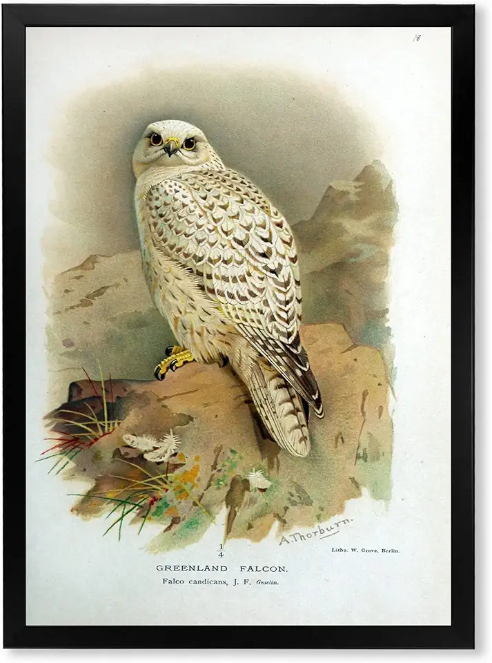 Vintage Bird Life VII Traditional Framed Wall Art
