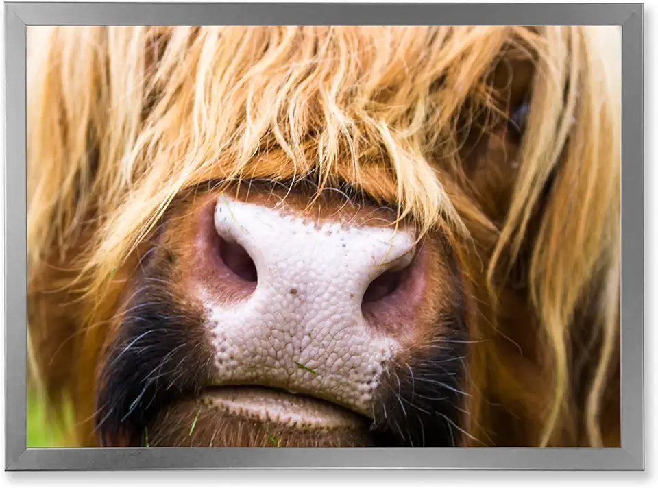 Close-Up Highland Cattle In Scotland Farmhouse Framed Wall Art