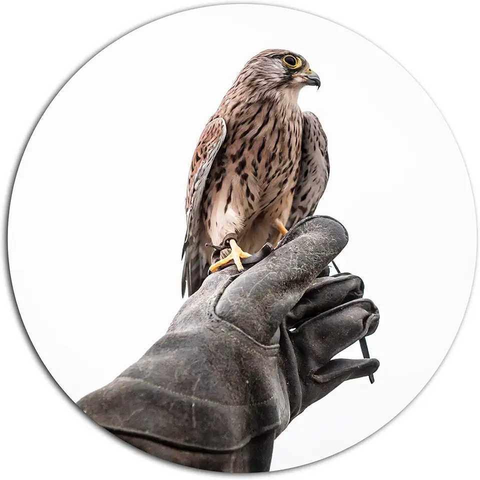 Designart MT13320-C23 Wall Art-Disc of 23 inch, 23'' H x 23'' W x 1'' D 1P, Brown