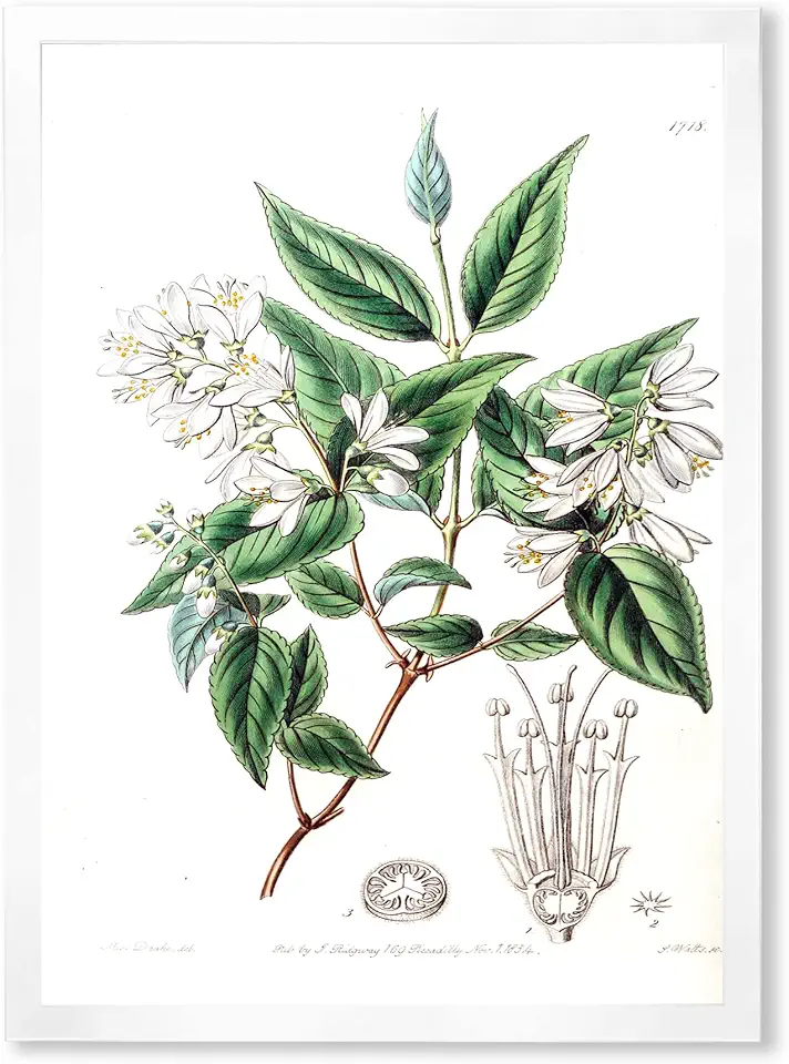 Vintage Botanicals X Traditional Framed Wall Art